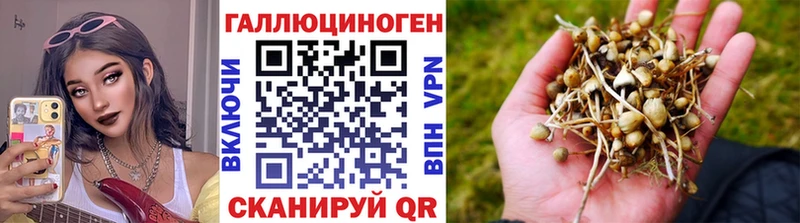 Галлюциногенные грибы Psilocybine cubensis  купить наркотики цена  Великий Устюг 