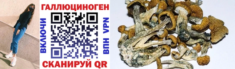 Псилоцибиновые грибы Cubensis Великий Устюг